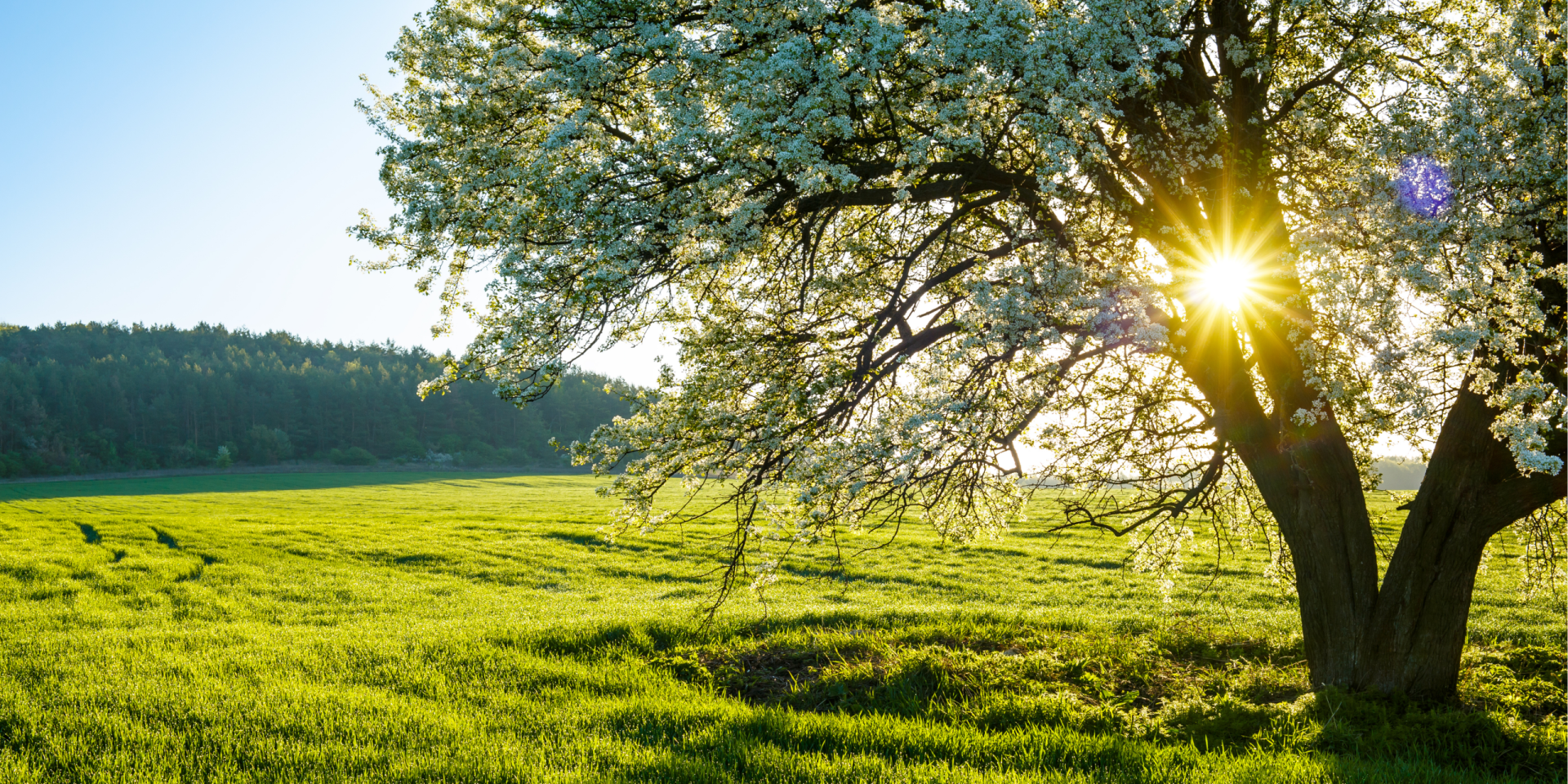 Spring Forecast 2026