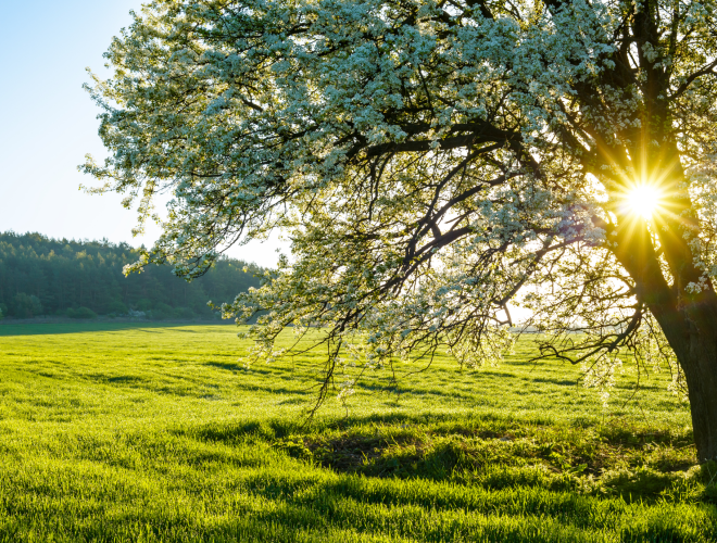 Spring Forecast 2026